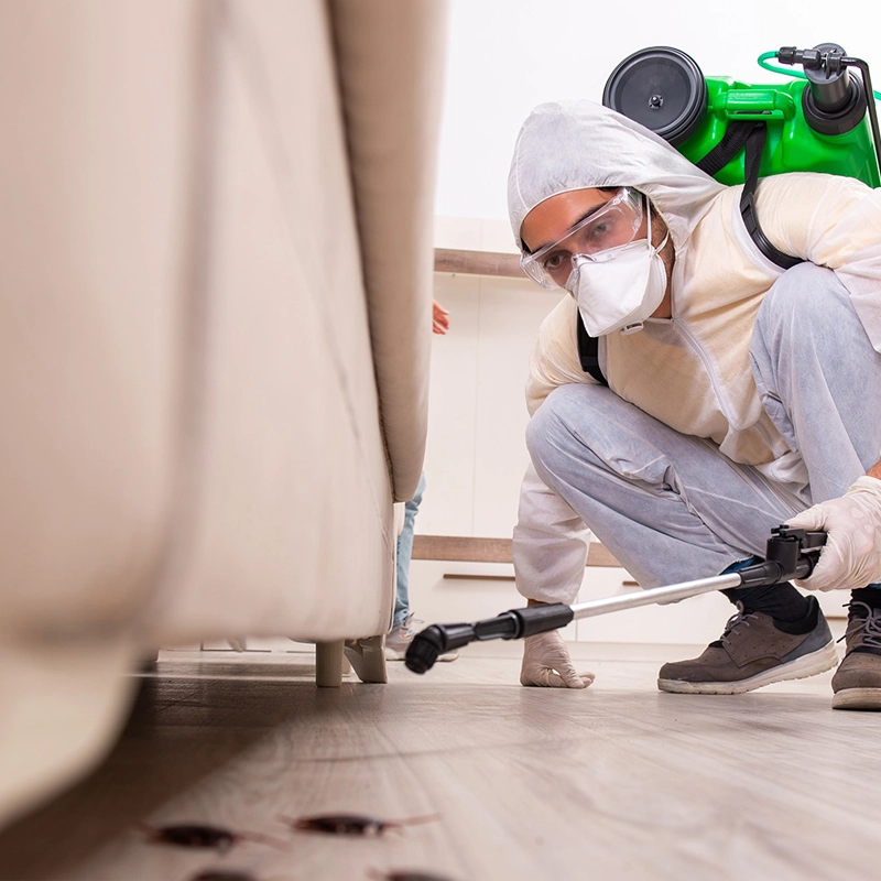 Dedetização Contra Pulgas e Ácaros